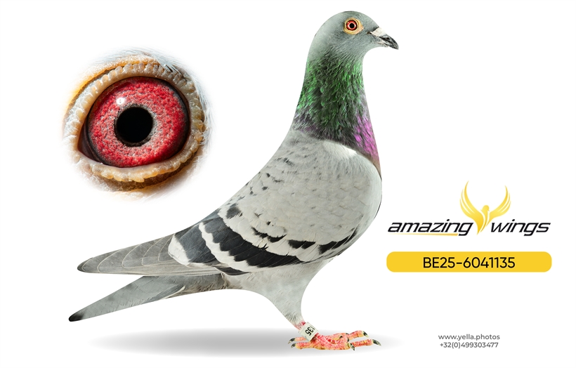 Luc Vervoort Pigeons 7