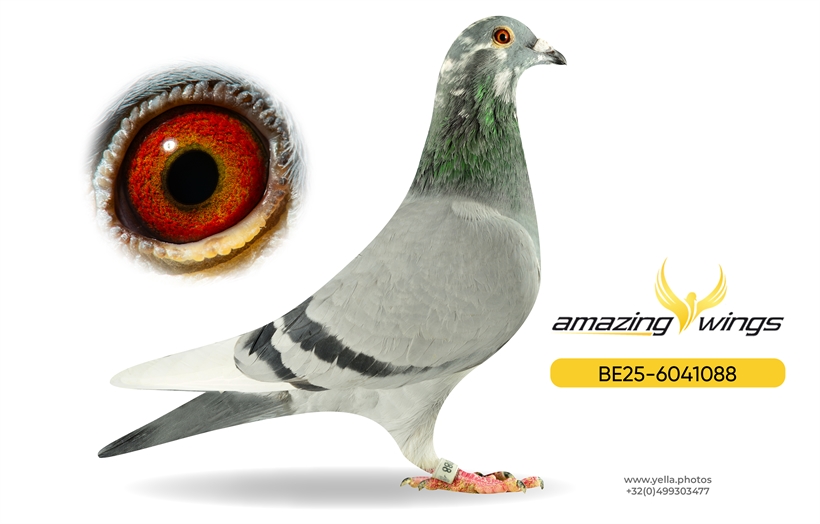 Luc Vervoort Pigeons 8