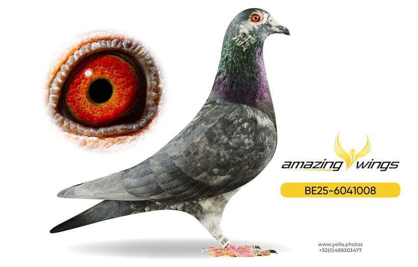 Luc Vervoort Pigeons 9