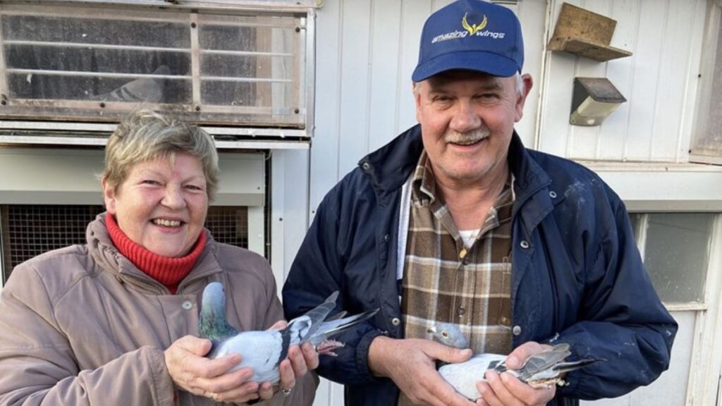 Luc Vervoort Pigeons On Amazing-Wings.com