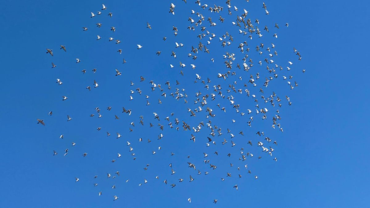 MyLoft One Loft Race Training