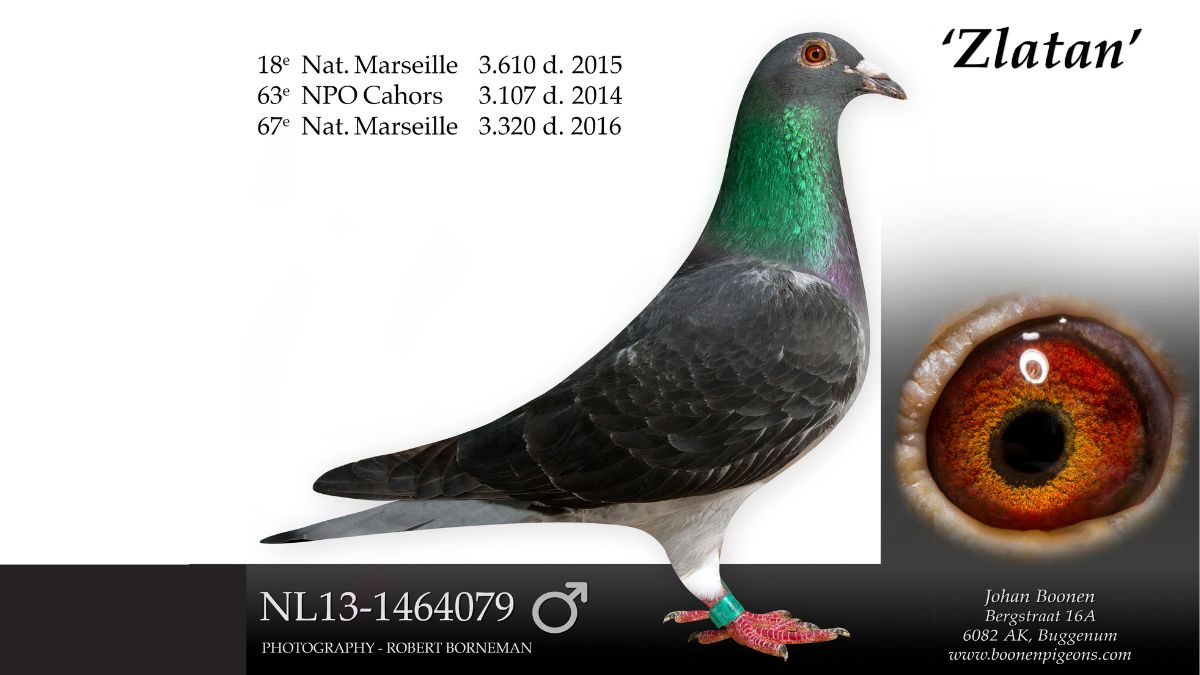 NL.13-1464079 Zlatan Boonen Racing Pigeons
