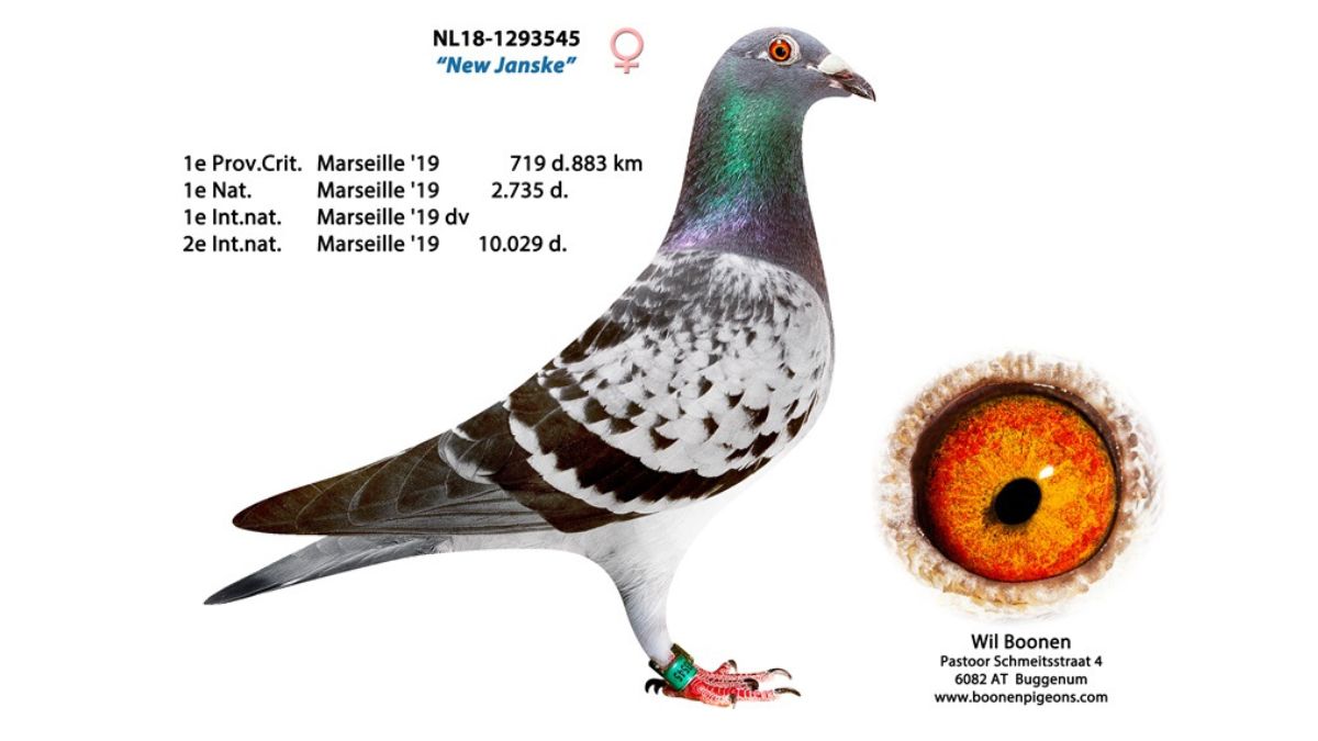 NL.18-1293545 New Janske Boonen Racing Pigeons