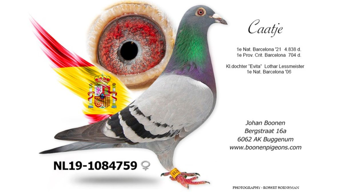 NL.19-1084759 Caatje Boonen Racing Pigeons