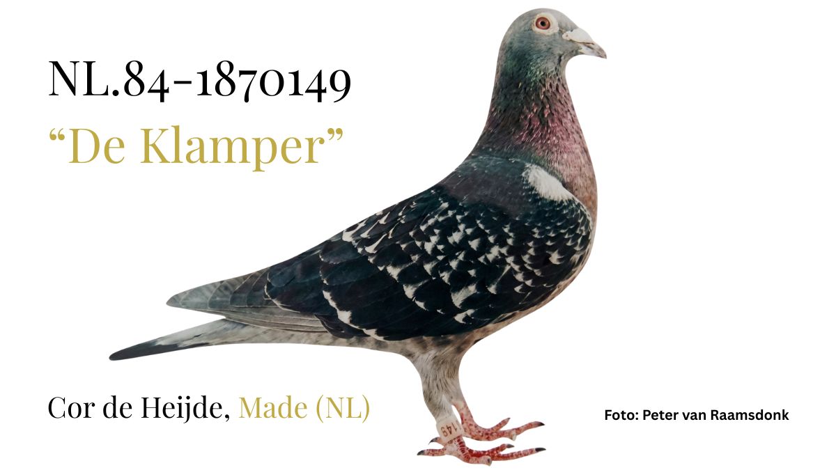 De Klamper Cor de Heijde Racing Pigeons