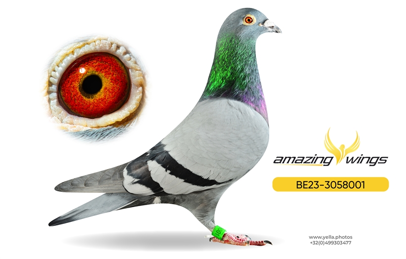 Noel Peiren Pigeon 1