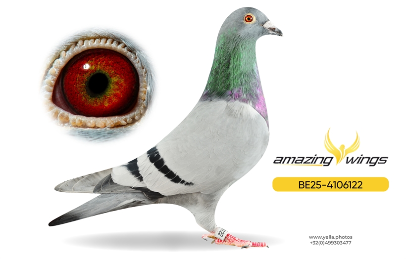 Noel Peiren Pigeon 10