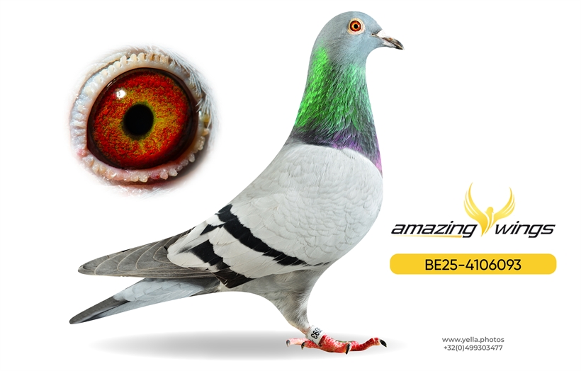 Noel Peiren Pigeon 11