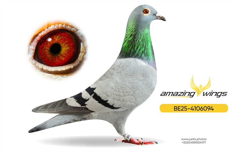 Noel Peiren Pigeon 12