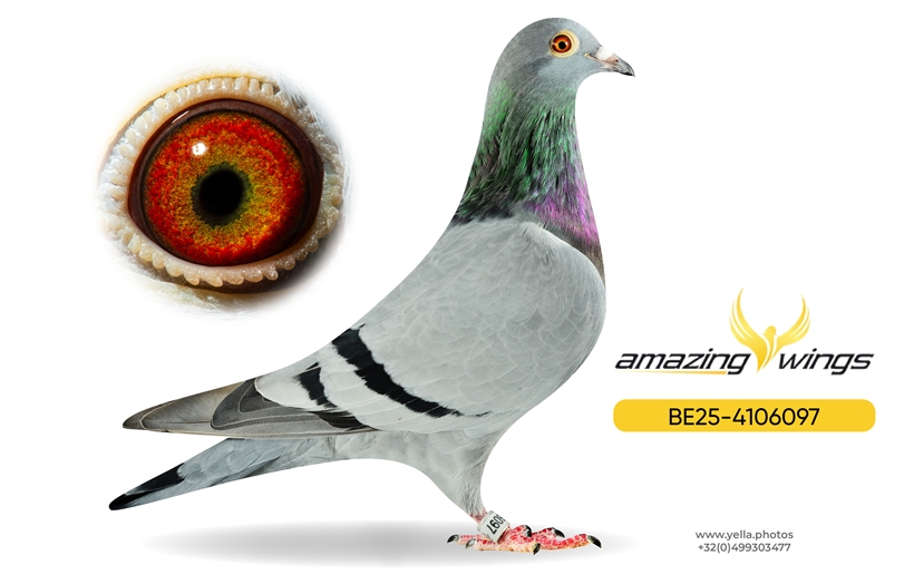 Noel Peiren Pigeon 13