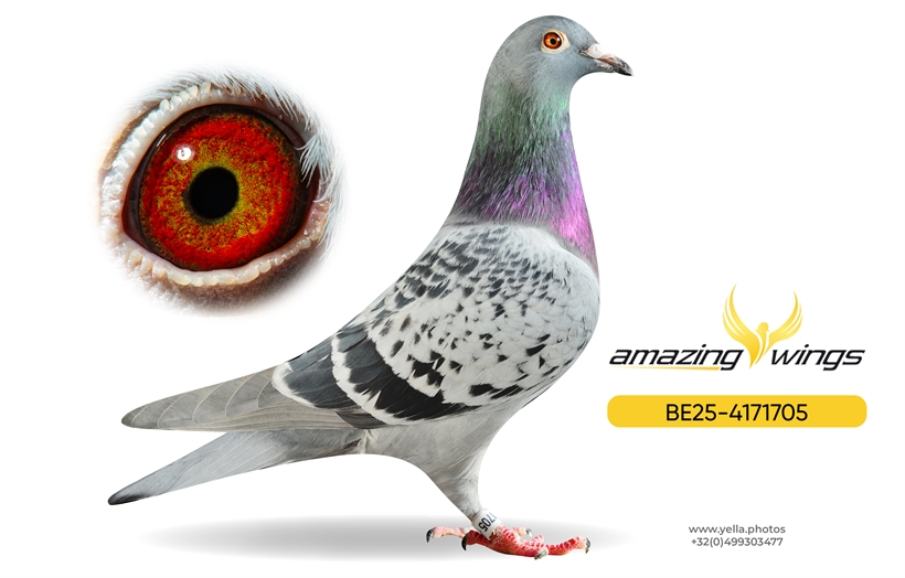 Noel Peiren Pigeon 14