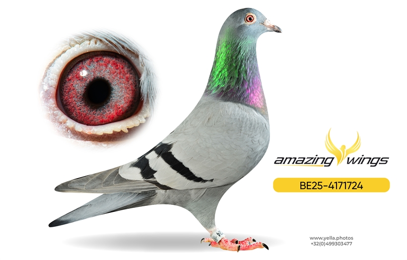 Noel Peiren Pigeon 15