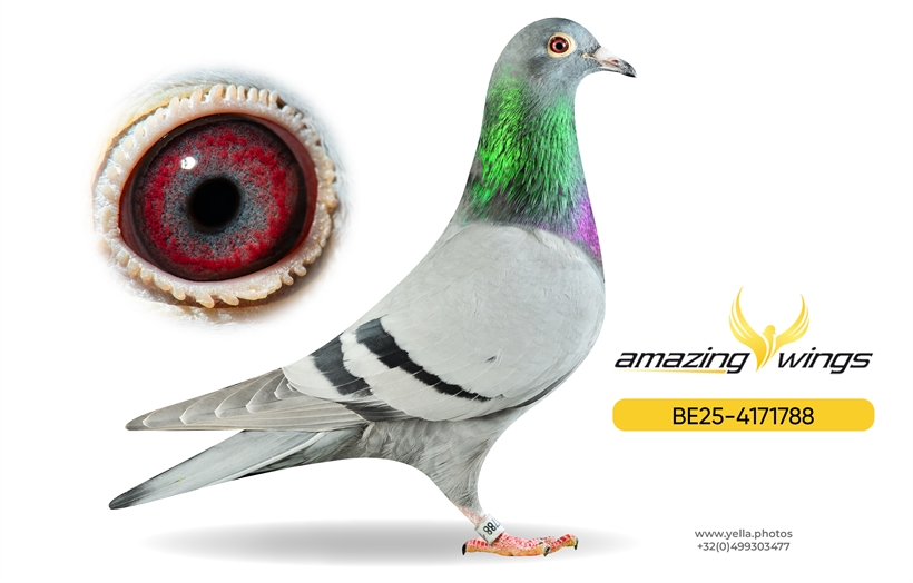 Noel Peiren Pigeon 16