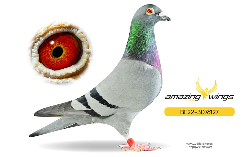 Noel Peiren Pigeon 2