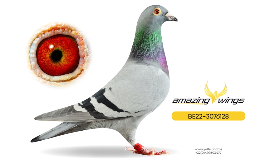 Noel Peiren Pigeon 3