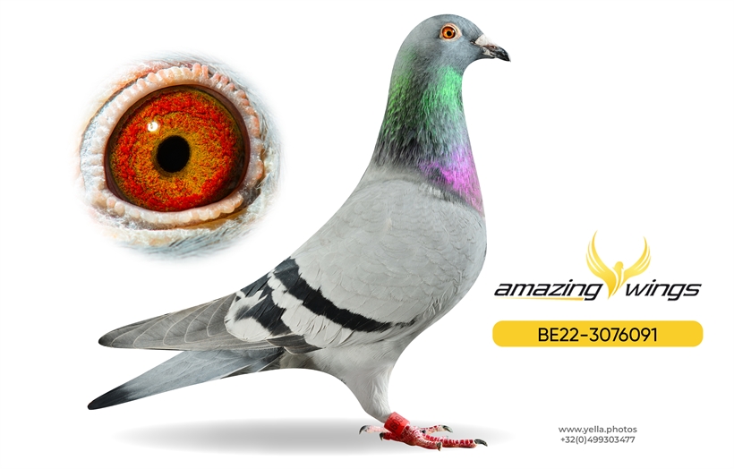 Noel Peiren Pigeon 4