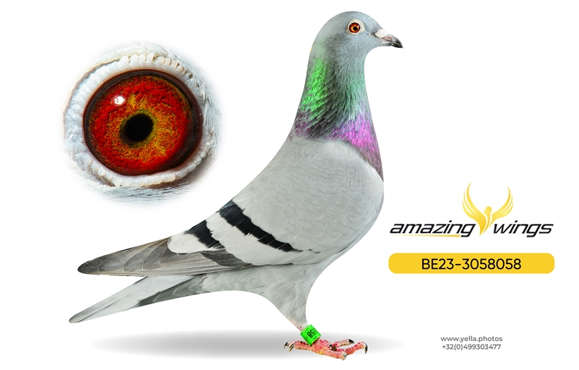 Noel Peiren Pigeon 5