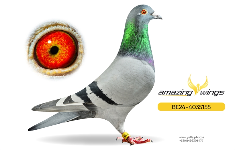 Noel Peiren Pigeon 7