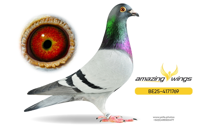 Noel Peiren Pigeon 8