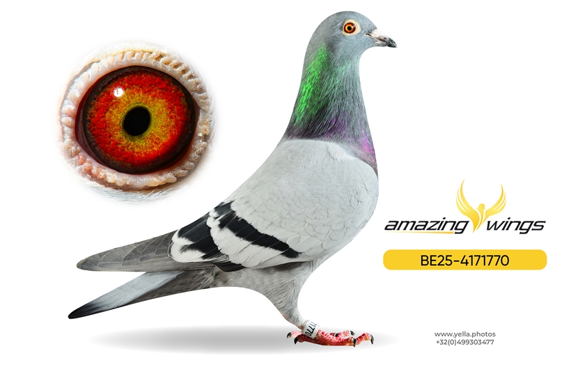 Noel Peiren Pigeon 9