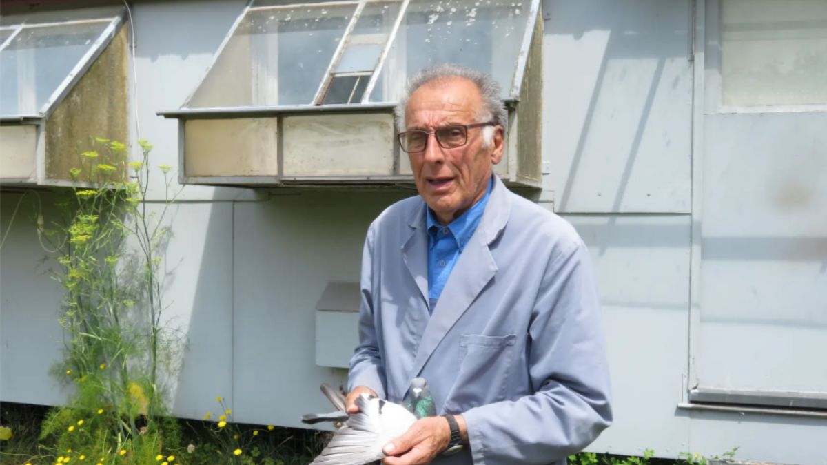 Noel Peiren Racing Pigeons