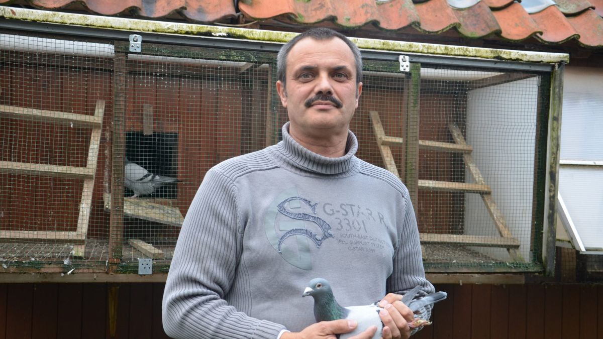 Patrick Boeckx Racing Pigeons