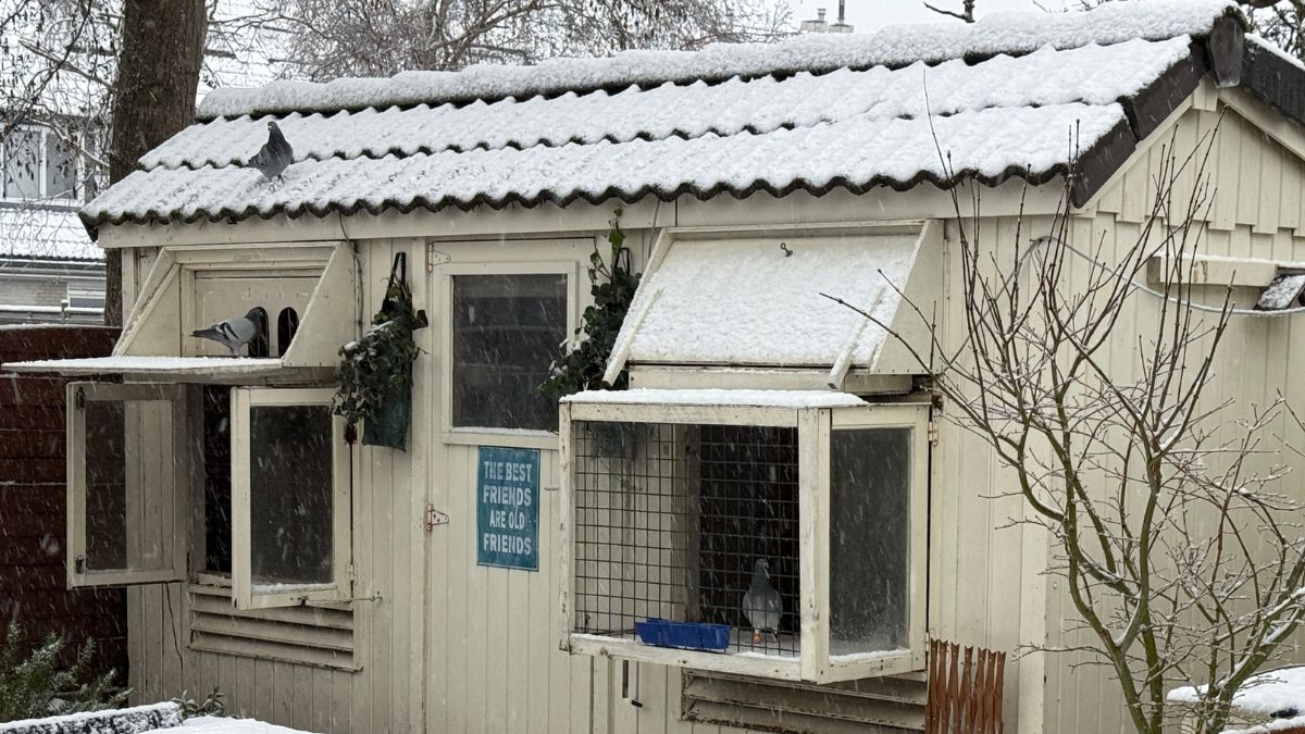 Pigeon Boss, Racing Pigeon Winter Loft