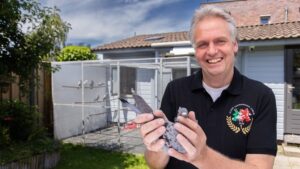 Rex de Leeuw Racing Pigeons