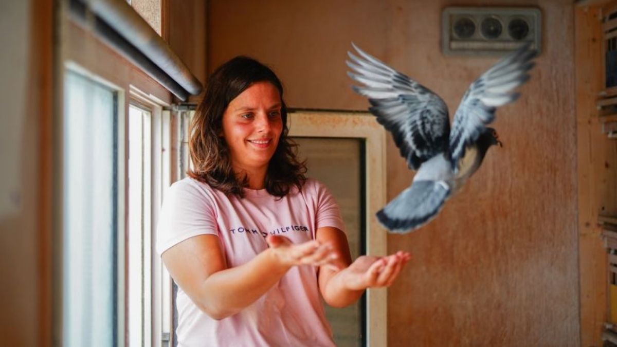 Wendela Wiersema Racing Pigeons