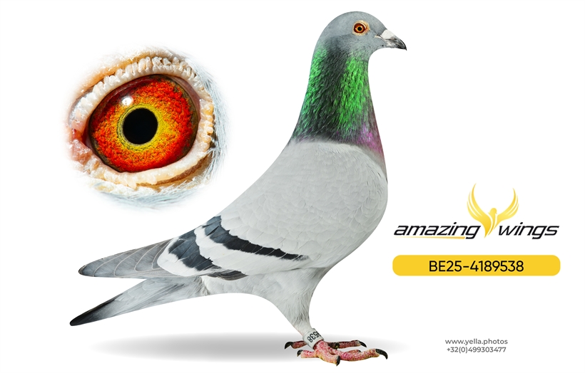 Amazing Wings February Highlights 1