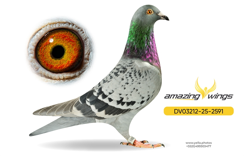 Amazing Wings February Highlights 16