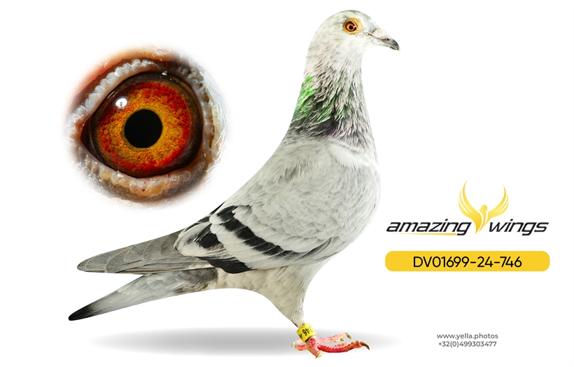 Amazing Wings February Highlights 18