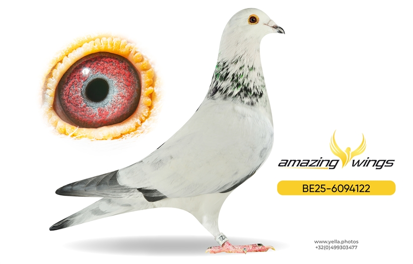 Amazing Wings February Highlights 4