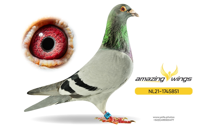 Amazing Wings February Highlights 7