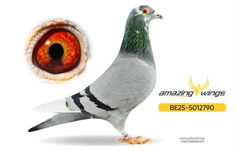 Amazing Wings February Highlights 8