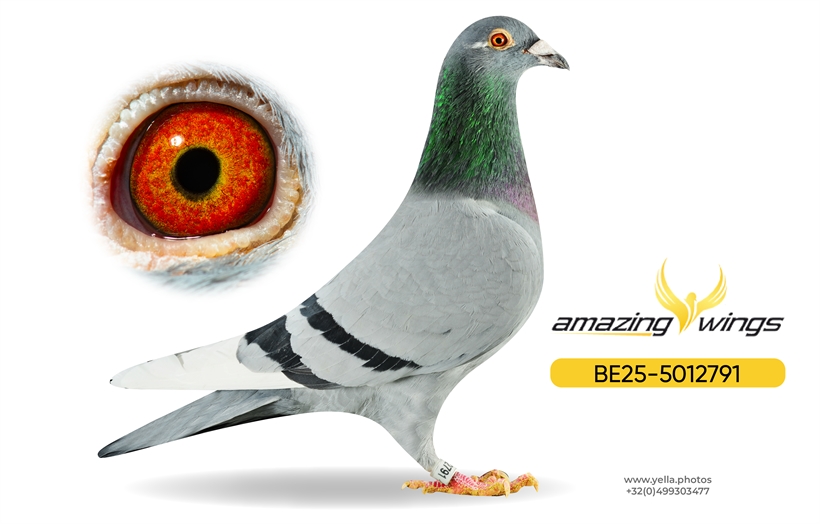 Amazing Wings February Highlights 9