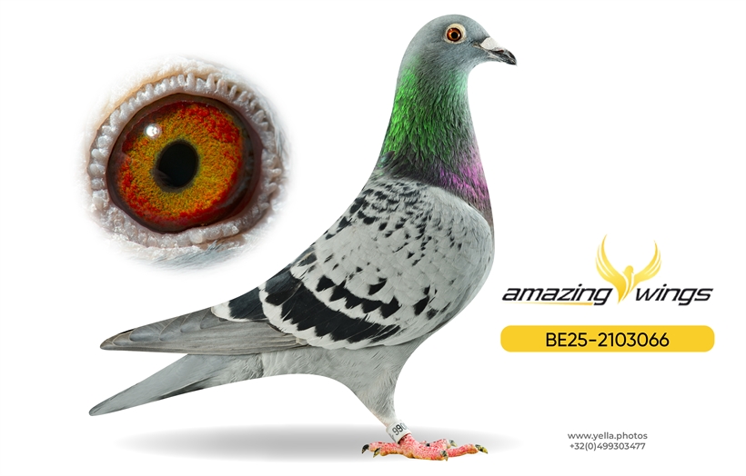 Amazing Wings Triple Top Mix 1