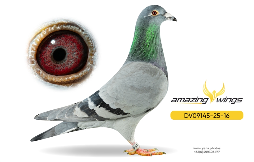 Amazing Wings Triple Top Mix 11