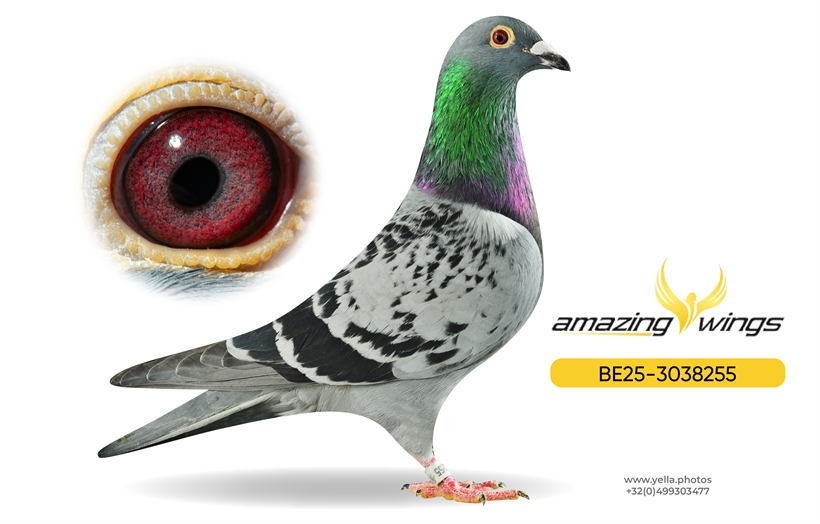 Amazing Wings Triple Top Mix 13