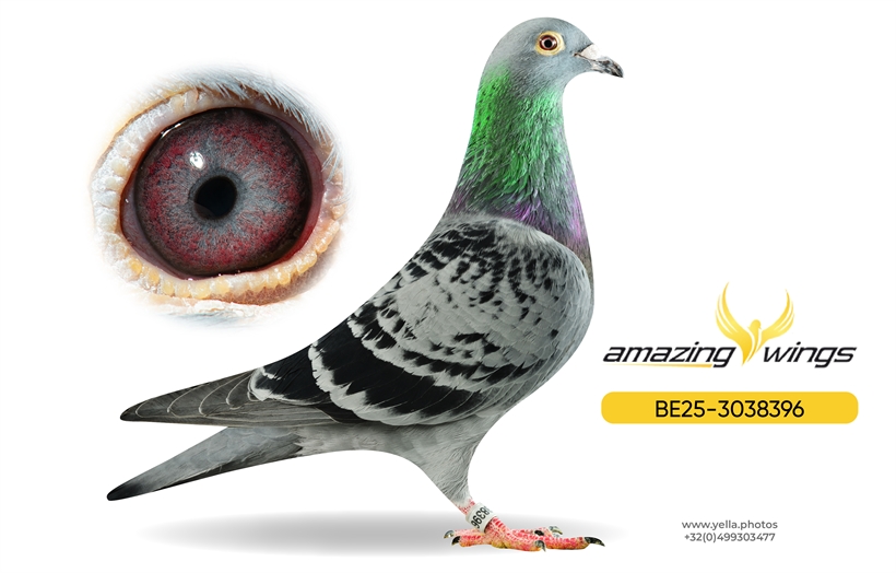 Amazing Wings Triple Top Mix 14