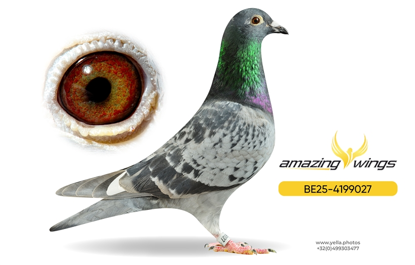 Amazing Wings Triple Top Mix 15