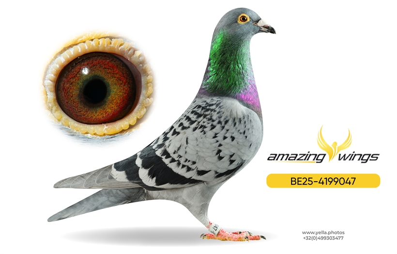 Amazing Wings Triple Top Mix 16