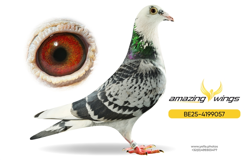 Amazing Wings Triple Top Mix 17