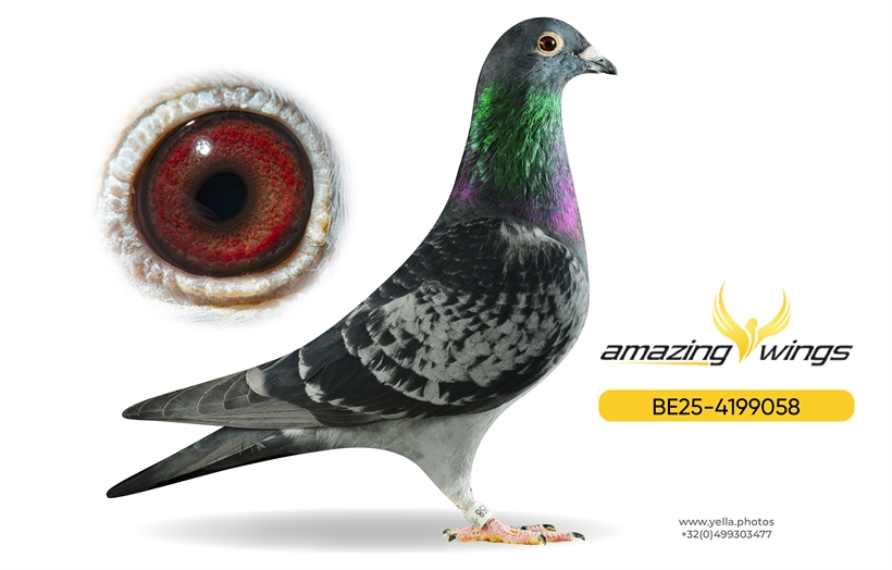 Amazing Wings Triple Top Mix 18