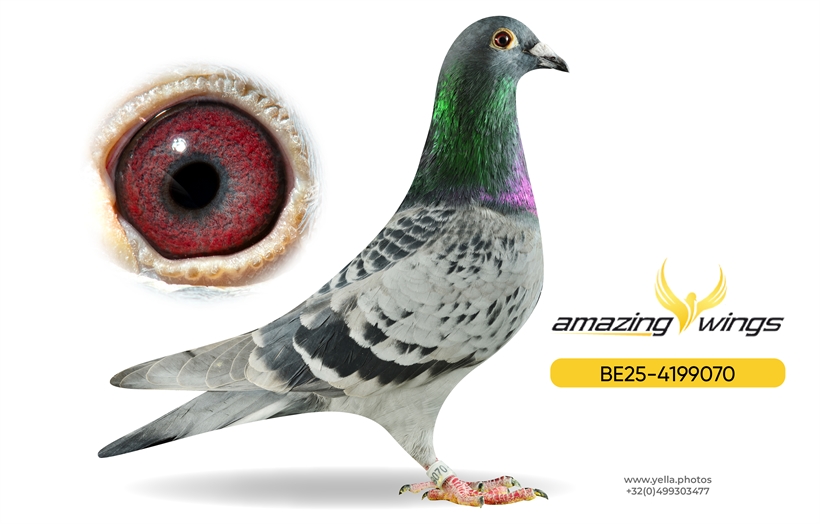 Amazing Wings Triple Top Mix 19