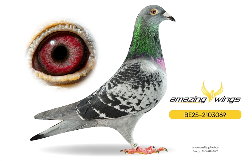 Amazing Wings Triple Top Mix 2