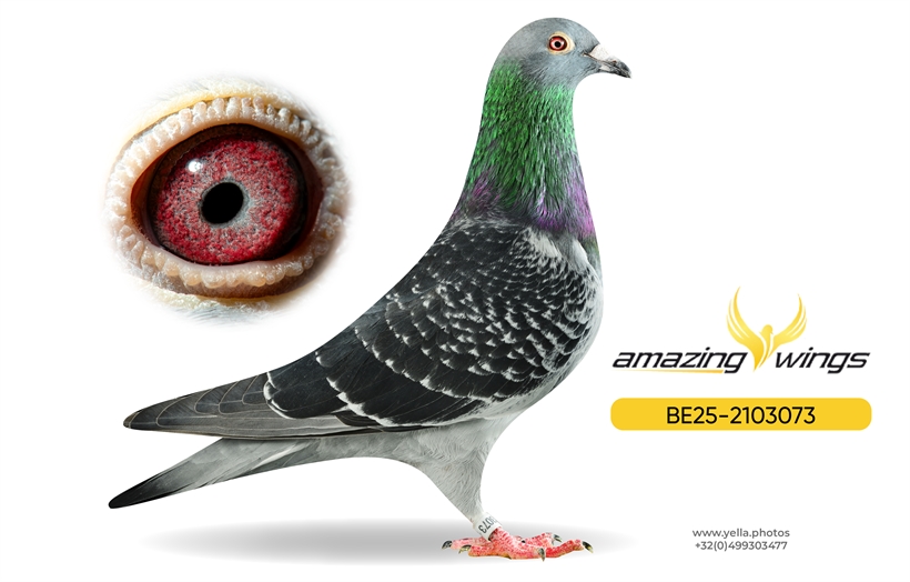 Amazing Wings Triple Top Mix 3