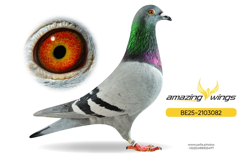 Amazing Wings Triple Top Mix 6