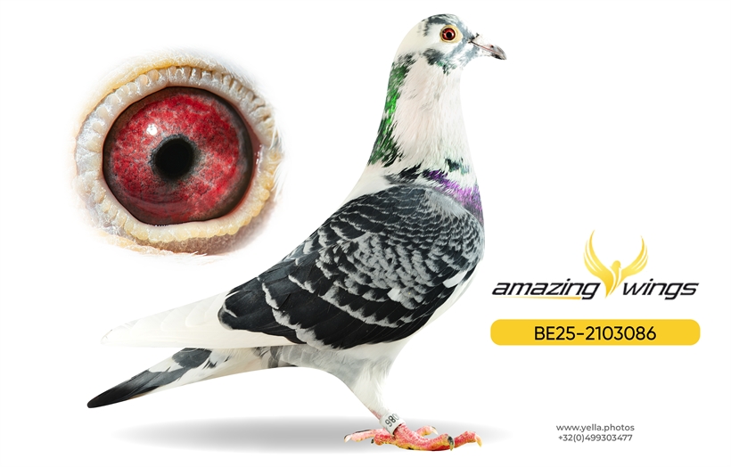 Amazing Wings Triple Top Mix 7