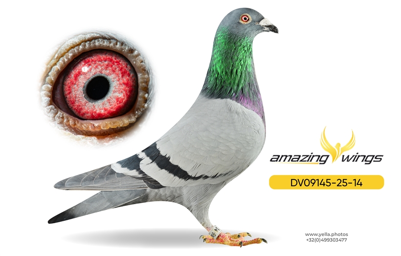 Amazing Wings Triple Top Mix 8